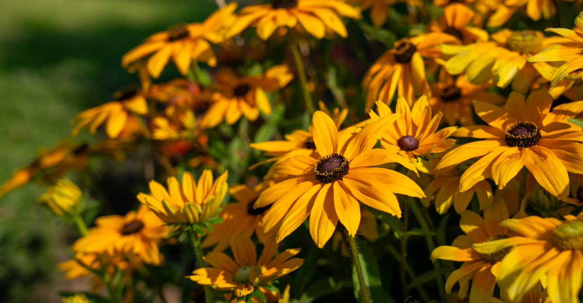 black eyed susan