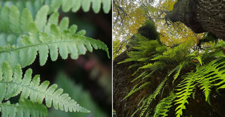 These Native Oregon Ferns Thrive In Shady Yards When Planted In Spring