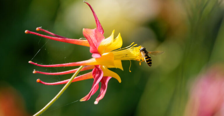 These Native Oregon Flowers Bring Pollinators Back Without Taking Over The Yard