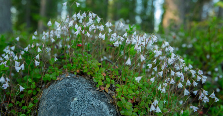 These Native Oregon Ground Covers Are So Dense Weeds Simply Can’t Break Through