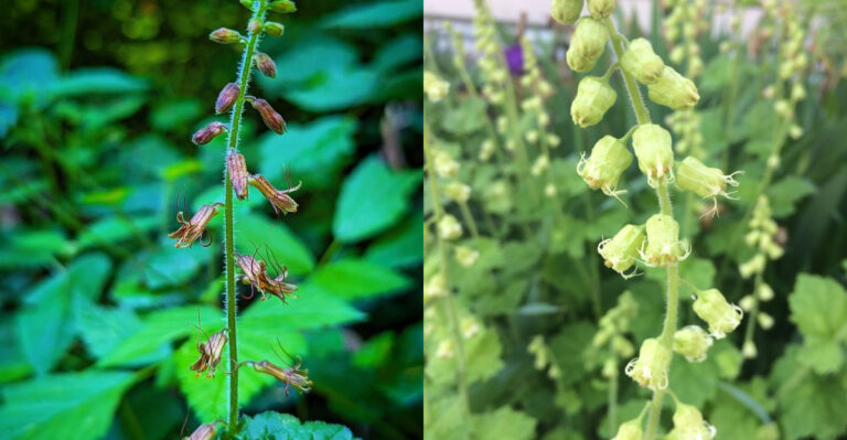 These Native Oregon Groundcovers Outperform Mulch Along Fence Lines All Year