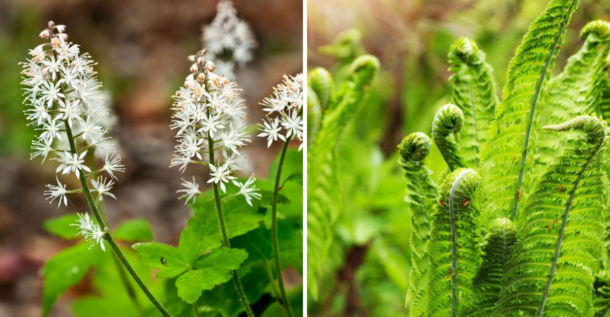 foamflower and ostrich fern