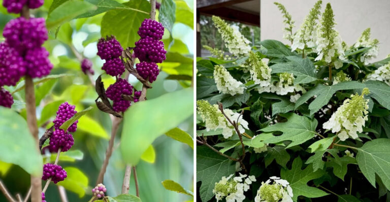 american beautyberry and oakleaf hydrangea