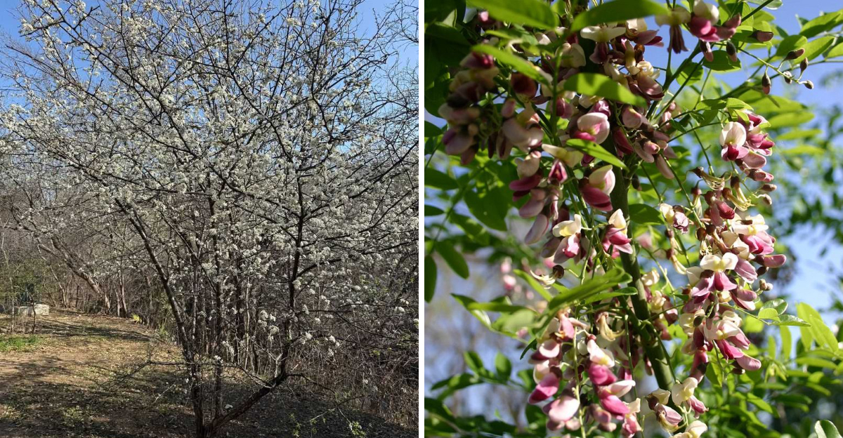 mexican plum and eve's necklace