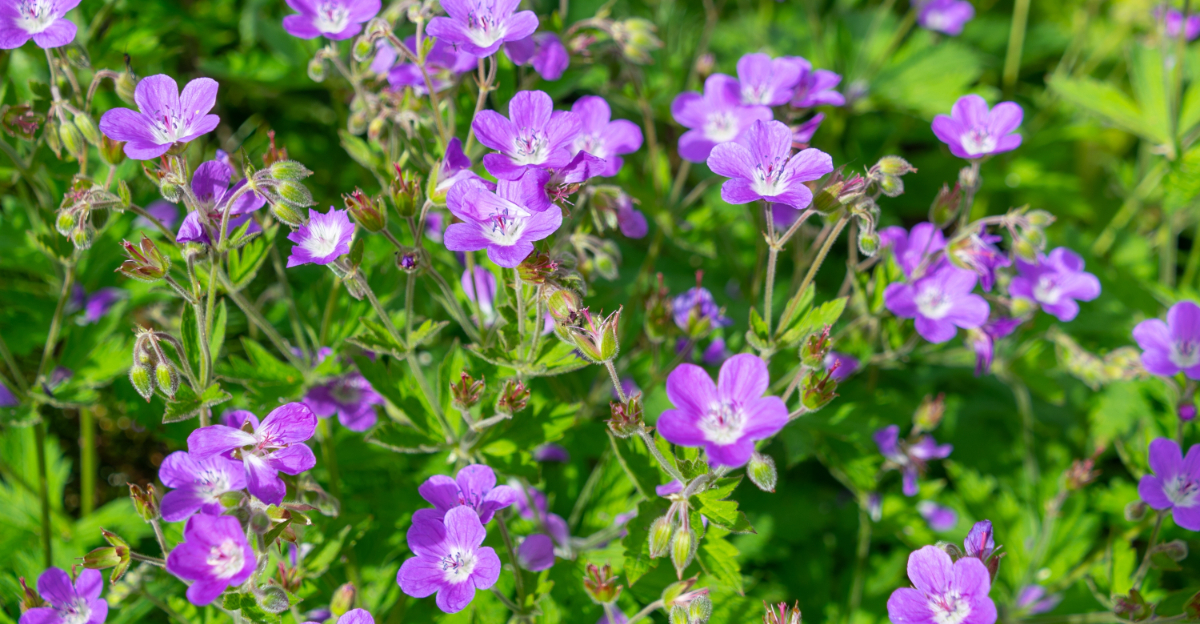 wild geranium