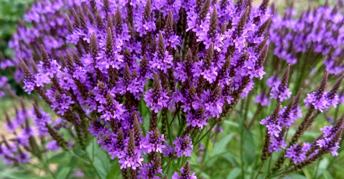 Blue Vervain