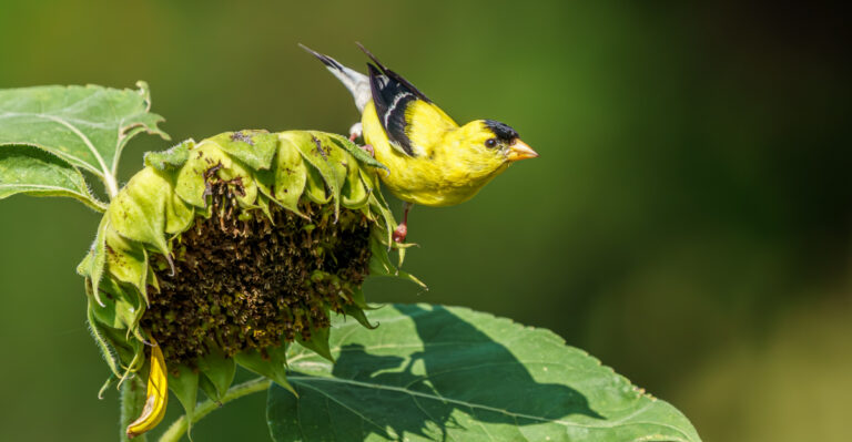 goldfinch sunflower