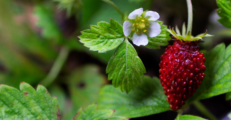 These Oregon Edible Plants Thrive In Partial Shade And Produce All Season