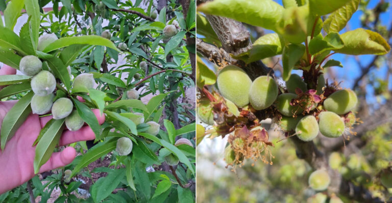 These Oregon Fruit Trees Need Attention Now For A Better Harvest