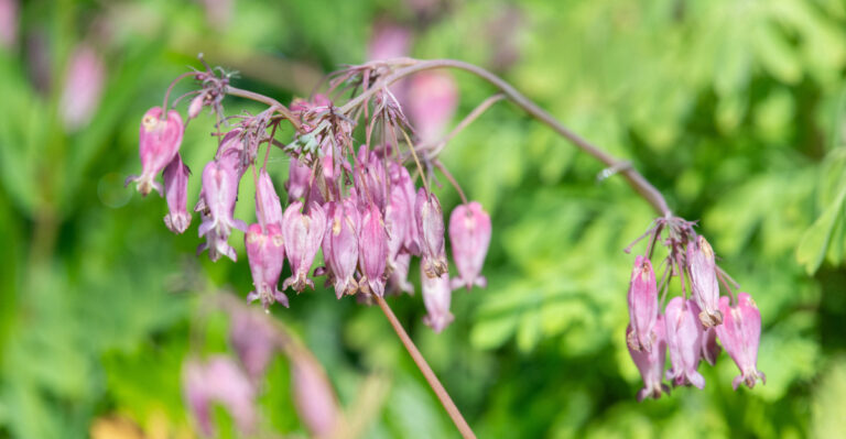 These Oregon Perennials Thrive In Heavy Soil And Come Back Strong Every Year