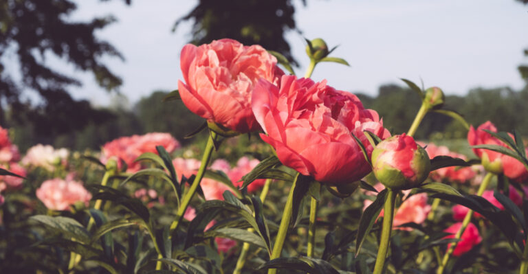 These Oregon Plants Look Expensive But Are Surprisingly Easy To Grow