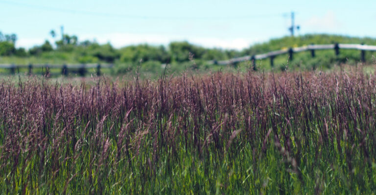 These Ornamental Grasses Grow Better Than Lavender In Oregon