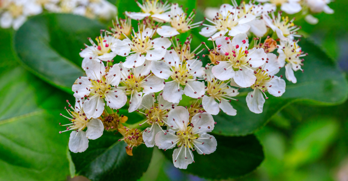 aronia shrub flower