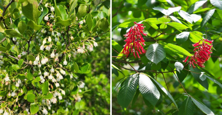 These Overlooked Native North Carolina Trees Stay Small And Look Stunning All Year