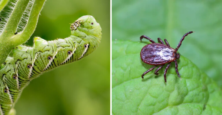 tomato hornworm and tick