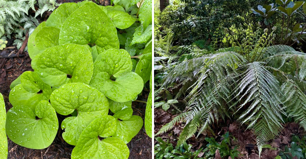 wild ginger and christmas fern