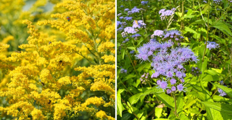 goldenrod and bluemistflower