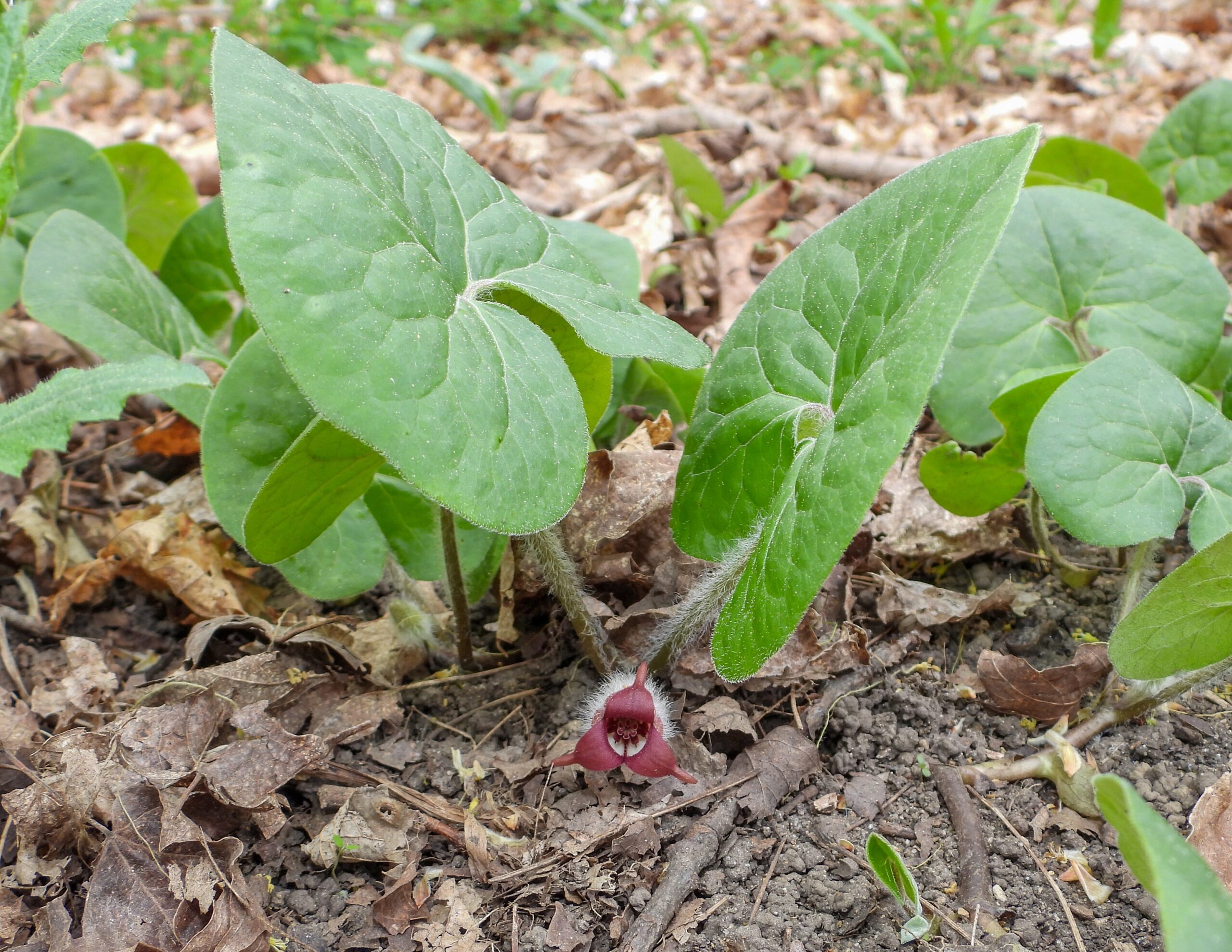 wild ginger
