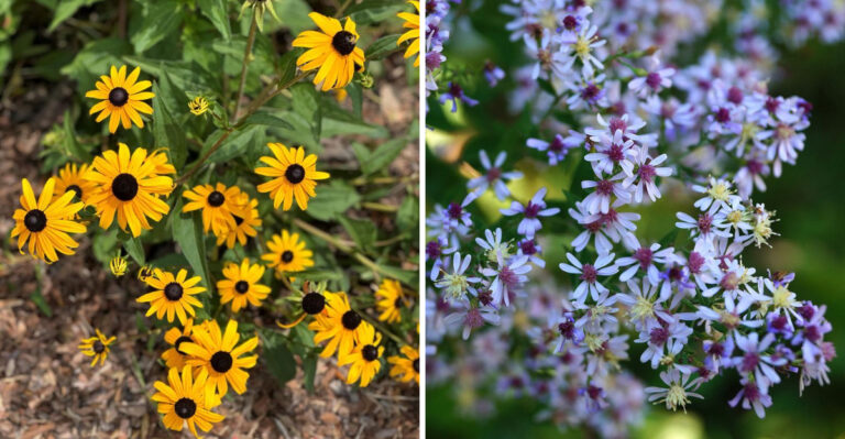 black eyed susan and blue wood aster