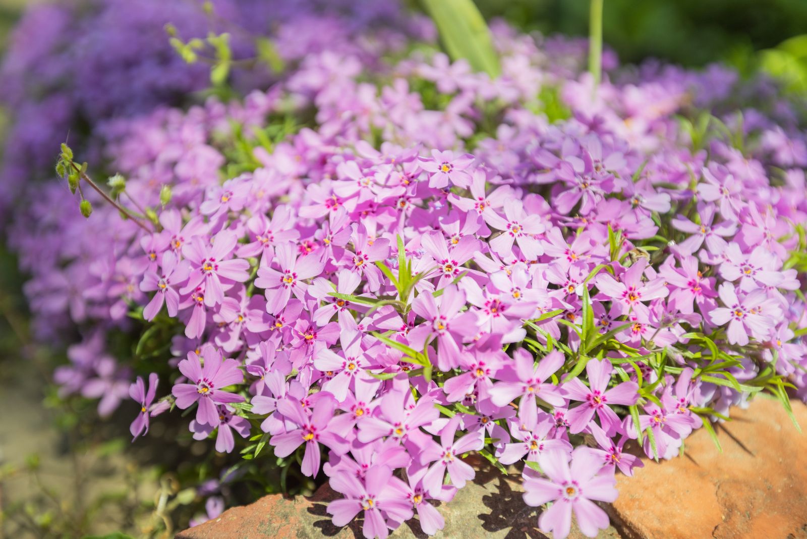 creeping phlox