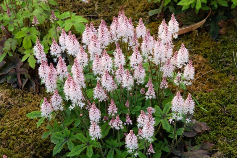 foamflower