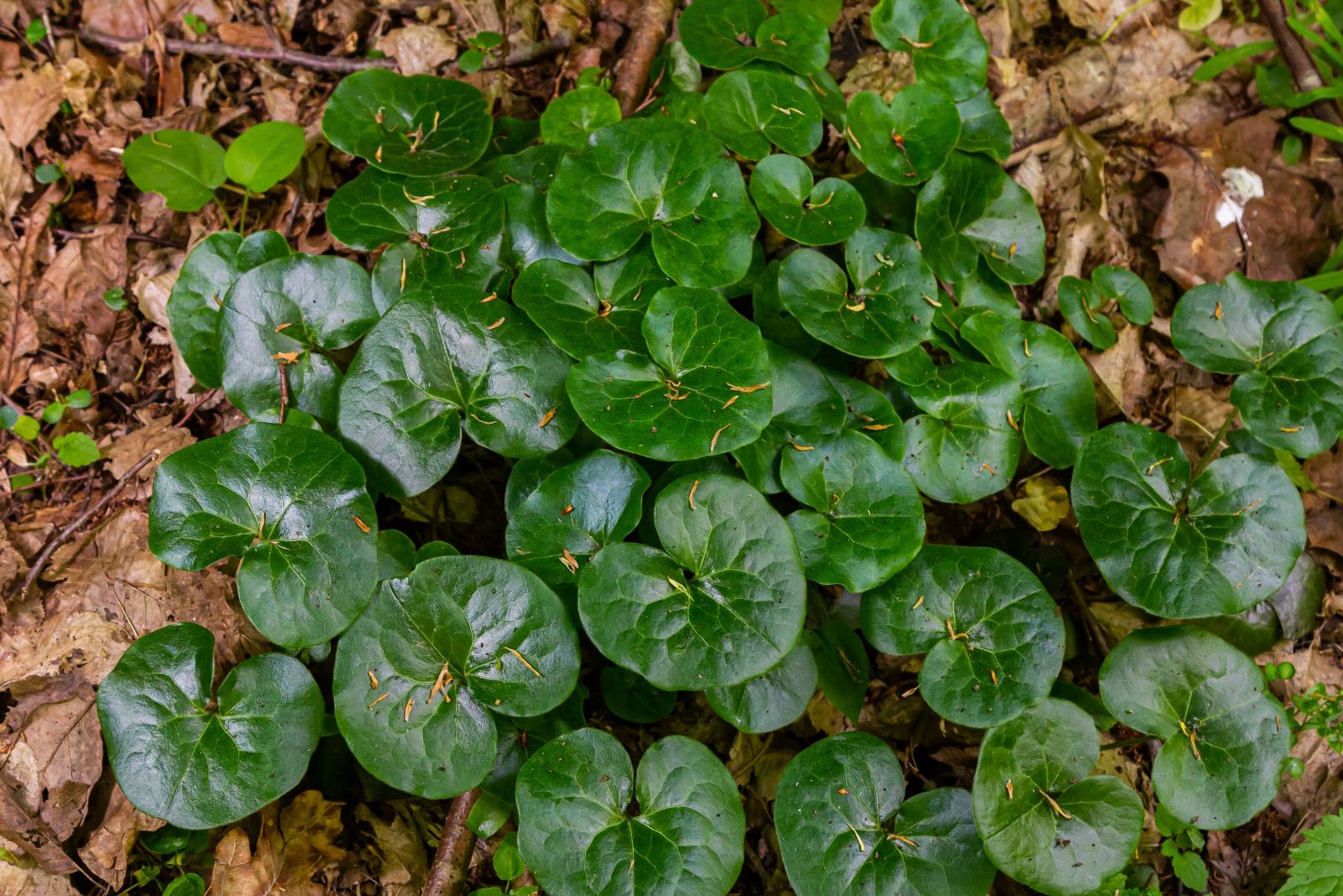 wild ginger