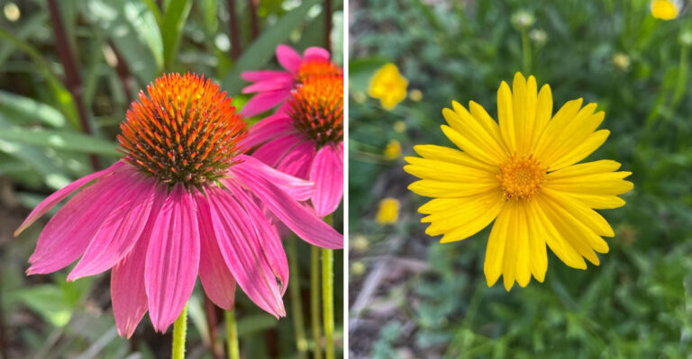 purple coneflower and coreopsis