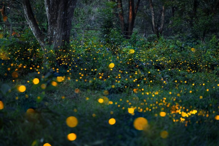 fireflies