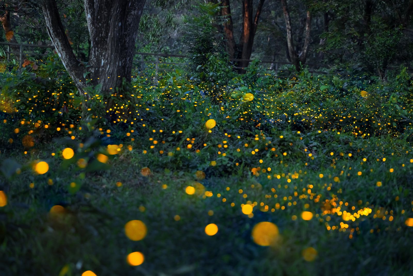 fireflies