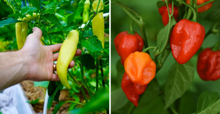 These Pepper Varieties Love California Heat And Keep Producing Into Summer