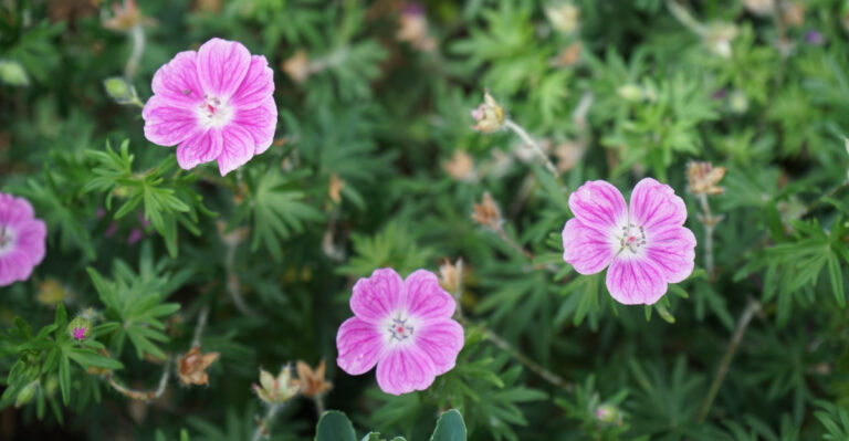 These Perennials Help Oregon Gardeners Fight Weeds With Flowers