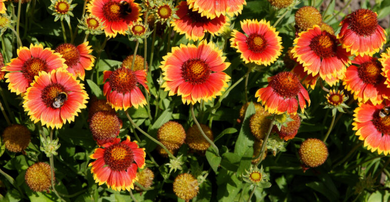 plant (featured image)