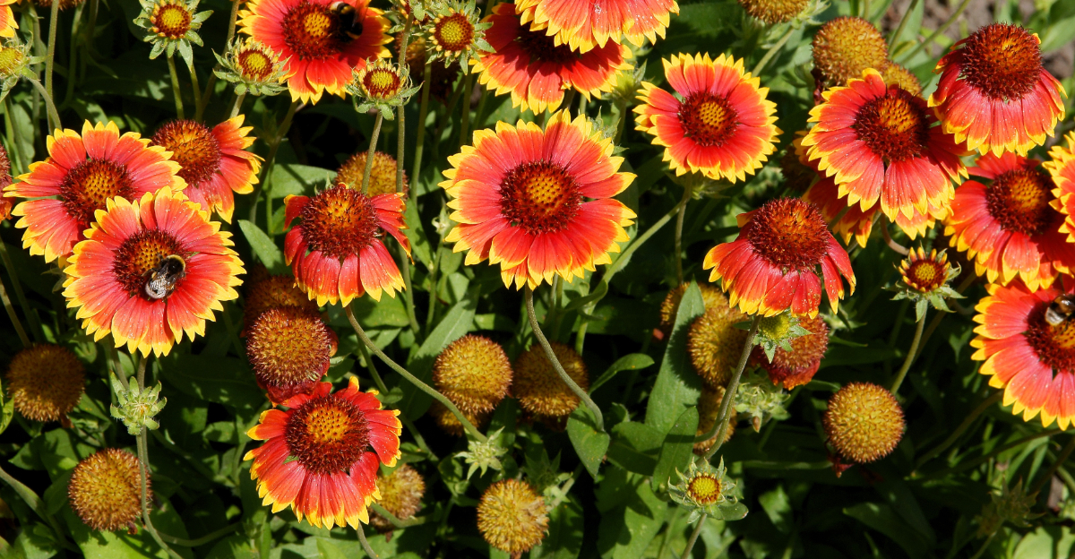plant (featured image)