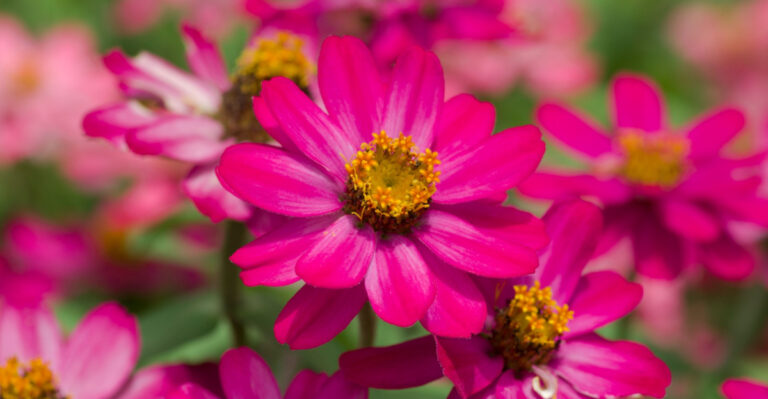 These Plants Bloom All Summer Long In North Carolina Heat Even When Others Fade