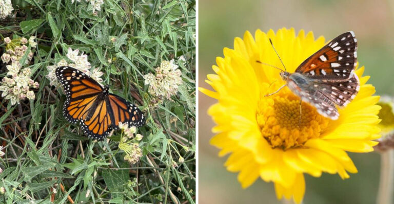 These Plants Give Butterflies A Steady Food Source In Arizona