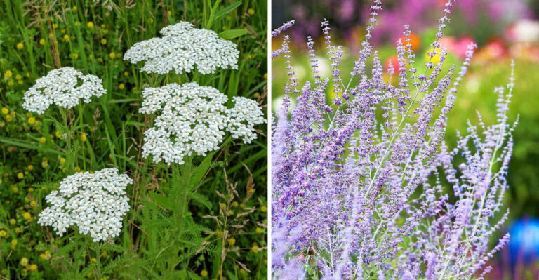 yarrow and russian sage