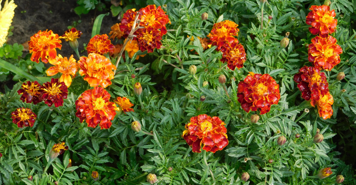 marigolds