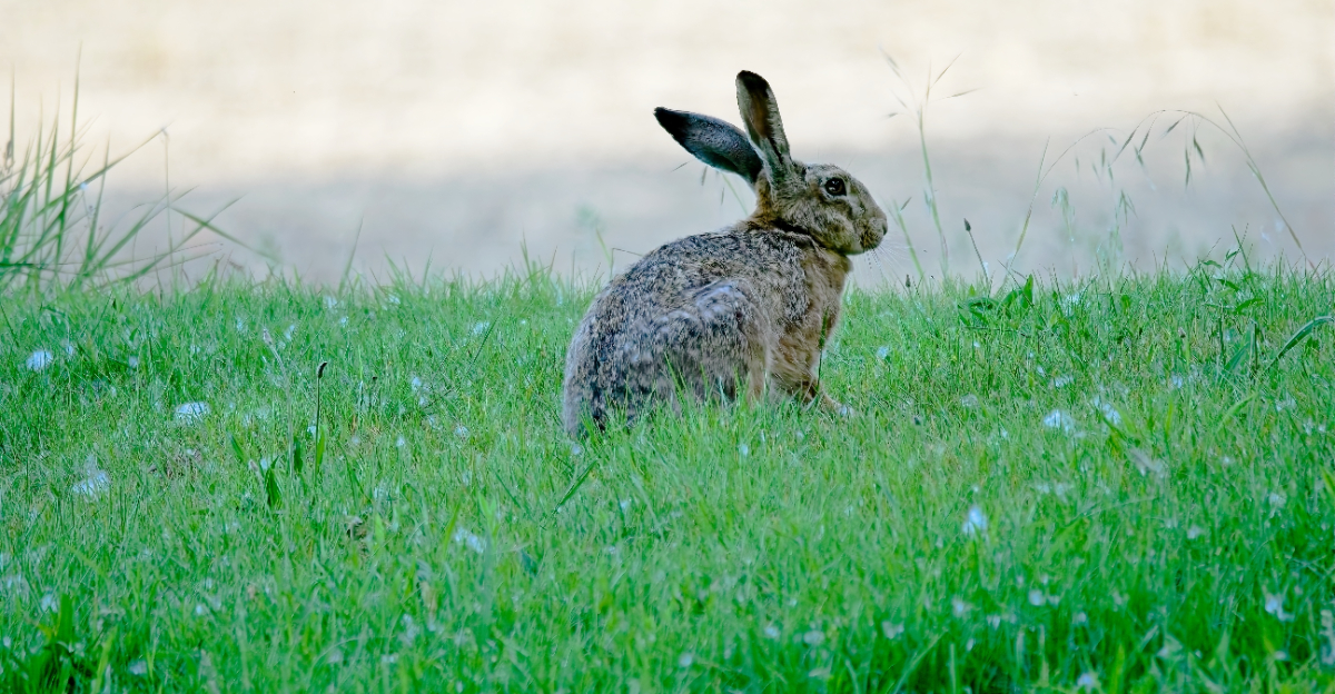 rabbit in distance