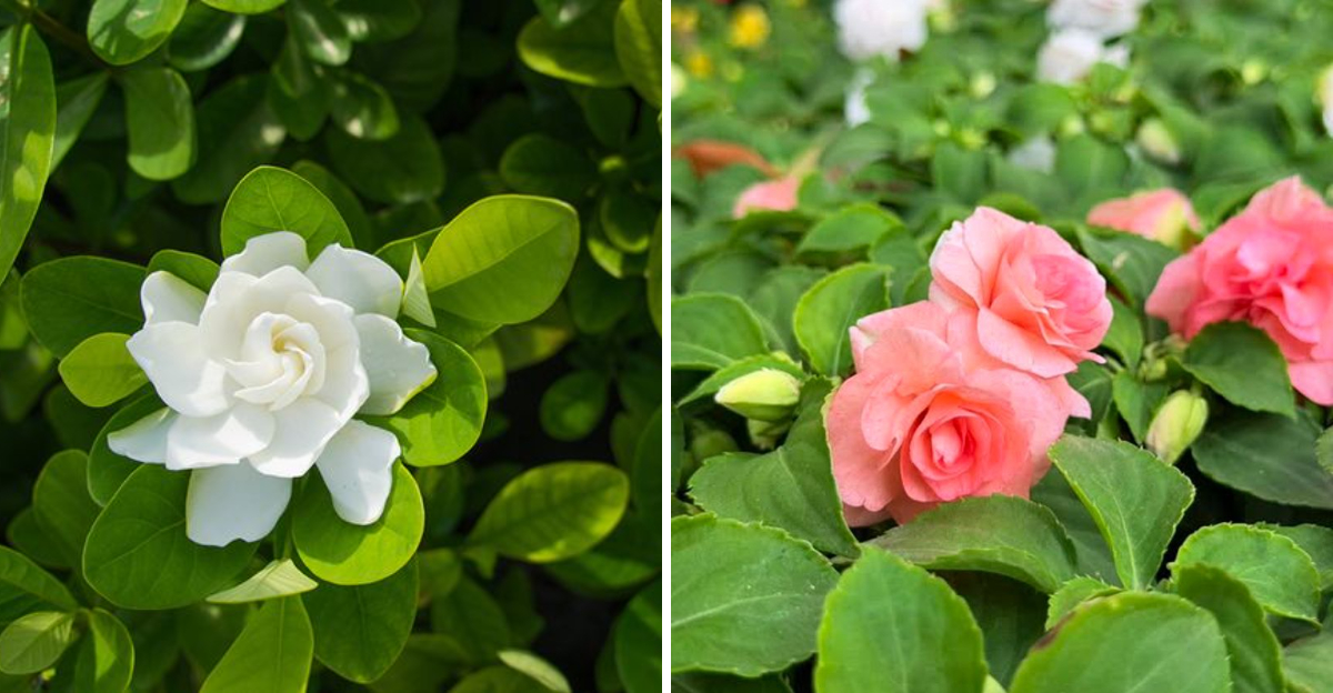 gardenia and impatiens