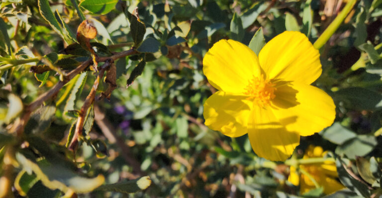 These Privacy Plants Keep California Pools Private Without Feeling Overgrown