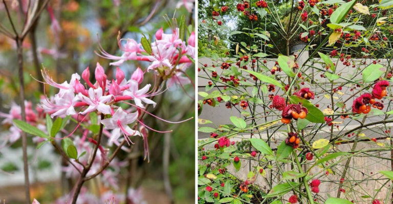 These Rare Native Georgia Shrubs Are Worth Looking For This Spring