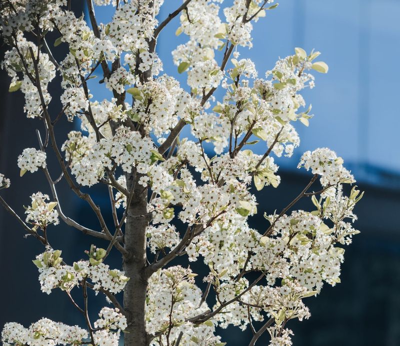These Seedlings Can Crowd Out Native Plants Early In The Season