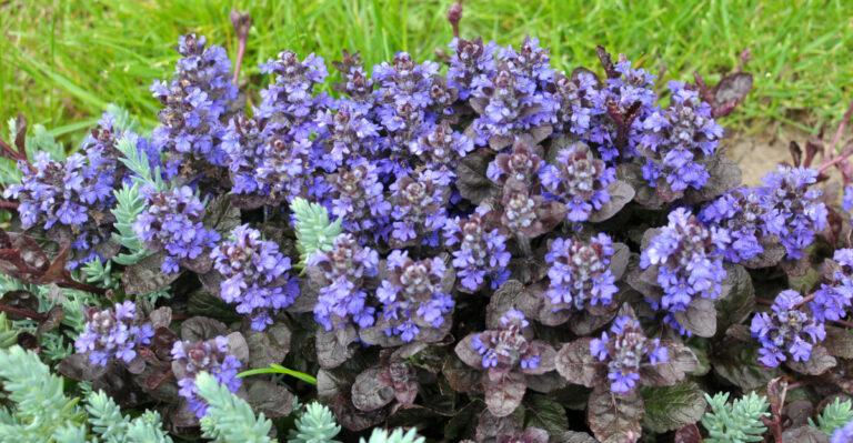 plant (featured image)