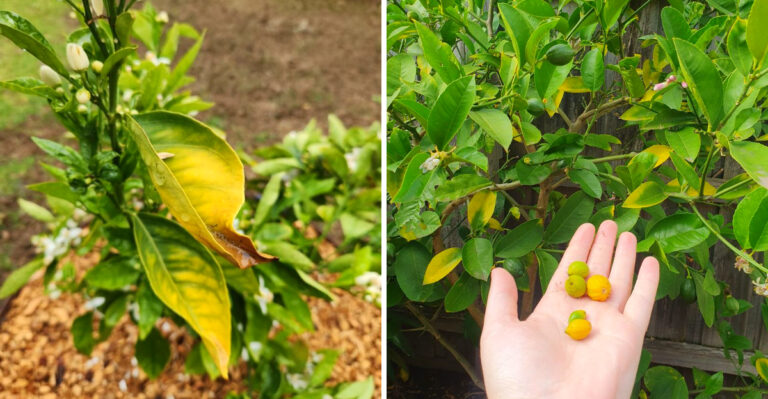 These Signs Mean Your California Citrus Tree Needs Help Before The Heat Hits