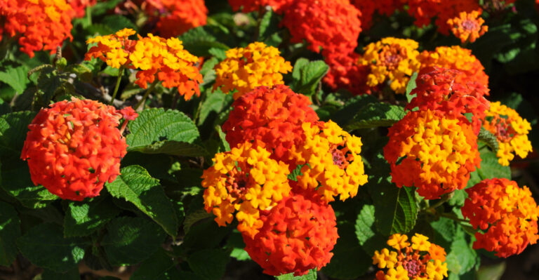 Lantana (featured image)