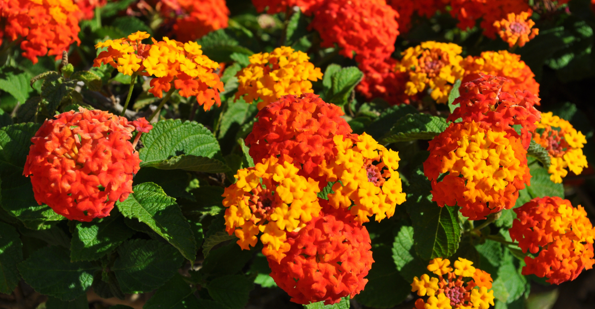 Lantana (featured image)