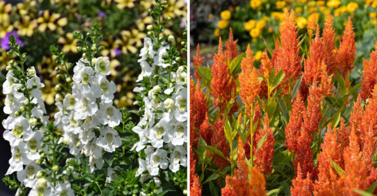 angelonia and celosia