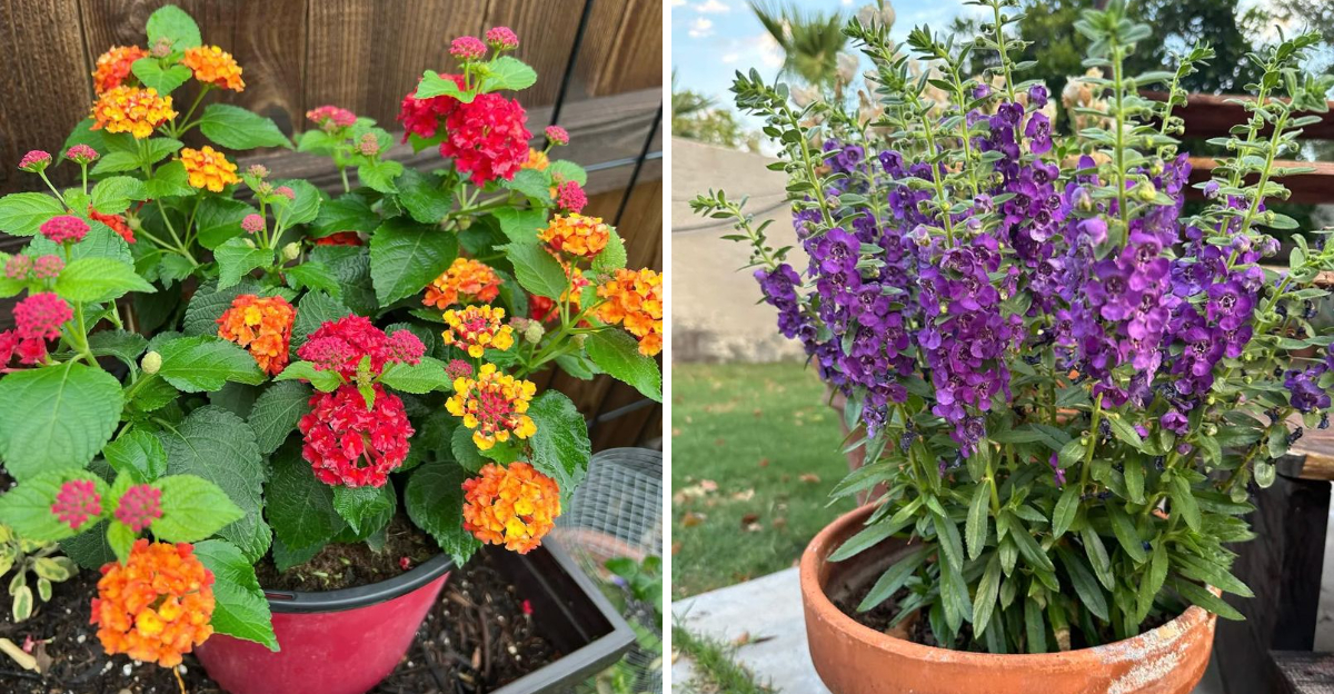 lantana and angelonia