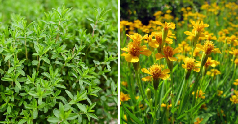Thyme and Mexican Tarragon
