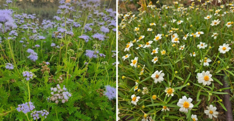 gregg's mistflower and blackfoot daisy